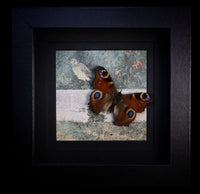 European Peacock Butterfly