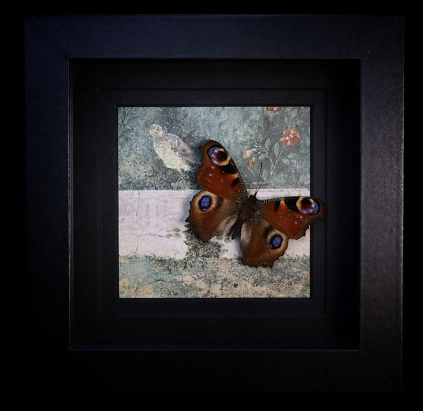 European Peacock Butterfly