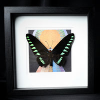 Palawan Birdwing