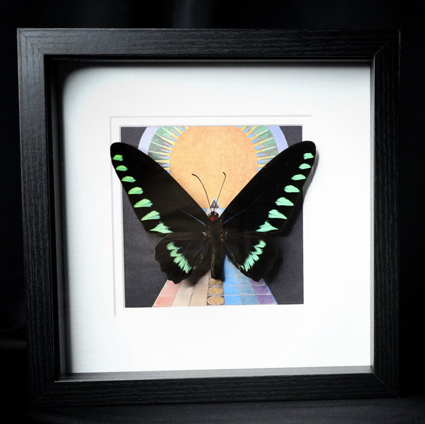 Palawan Birdwing