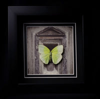 Statira sulphur Butterfly