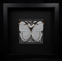 White Morpho