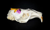 Gopher Skull