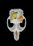 Muskrat Skull