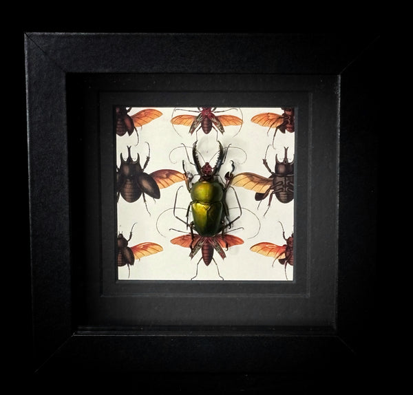 Sawtooth Stag Beetle