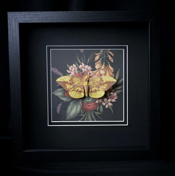 Imperial Moth