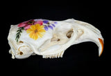 Muskrat Skull