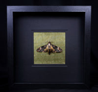Deaths Head Hawk Moth