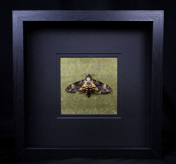 Deaths Head Hawk Moth