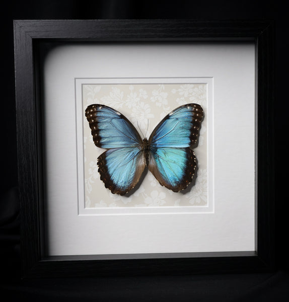 Peleides Blue Morpho