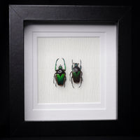 Neptunides polychrous PAIR
