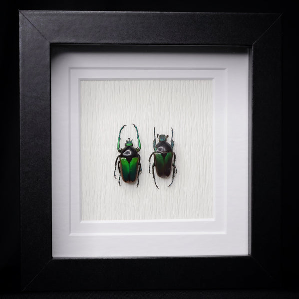 Neptunides polychrous PAIR
