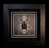 Orange-spotted Fruit Chafer