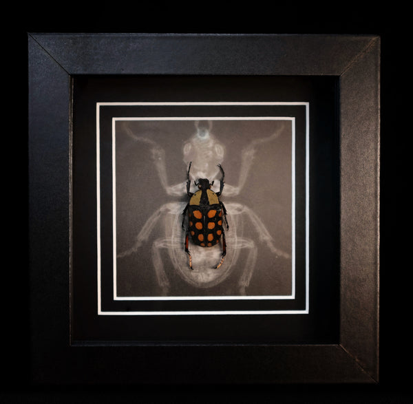 Orange-spotted Fruit Chafer