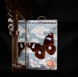 Blue Moon Butterfly Nicho