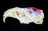 Muskrat Skull