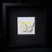 White Angled-Sulphur