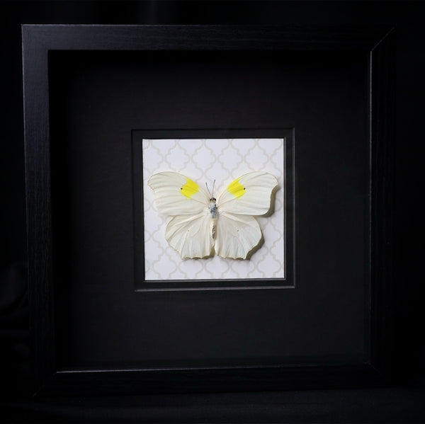 White Angled-Sulphur
