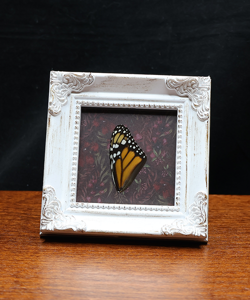 Monarch of the Garden