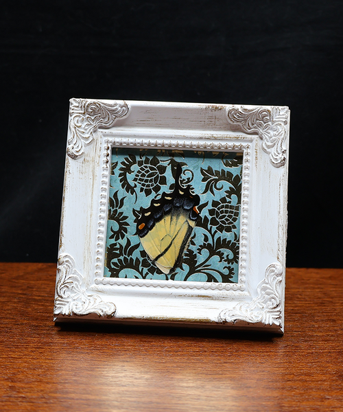 Elegance of the Swallowtail