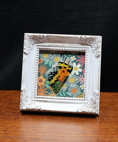 Tortoiseshell Beauty