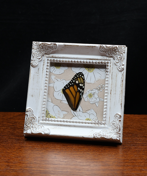 Timeless Monarch Majesty