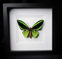 Priam’s Birdwing
