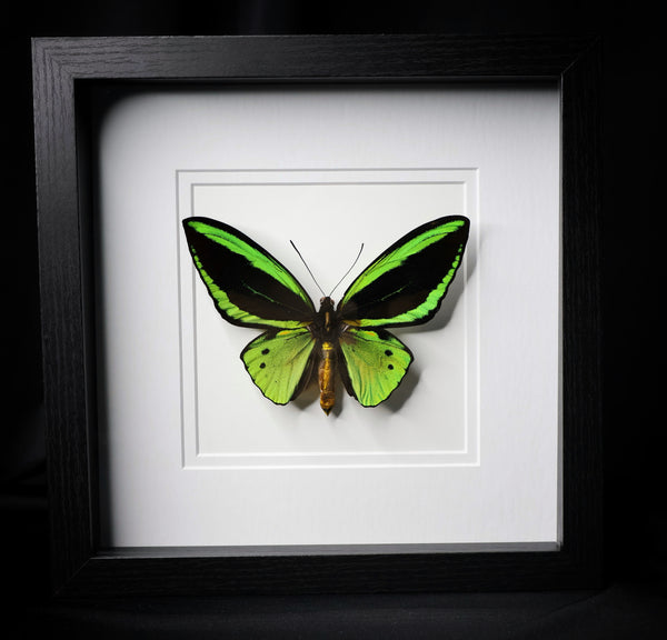 Priam’s Birdwing