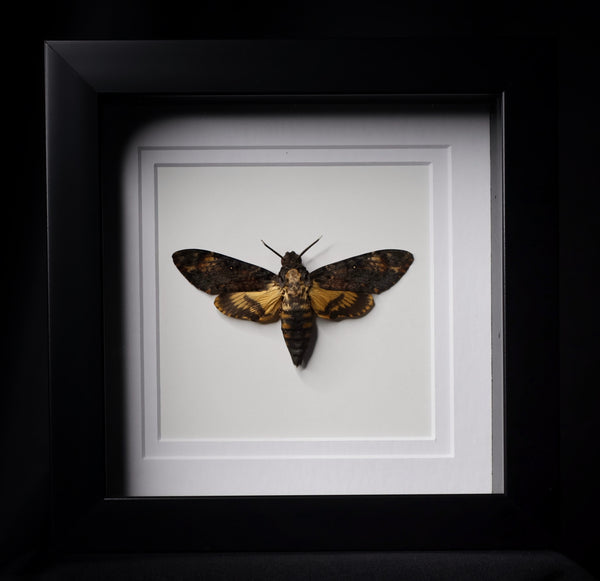 Deaths Head Hawk Moth