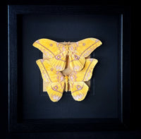 African Moon Moth