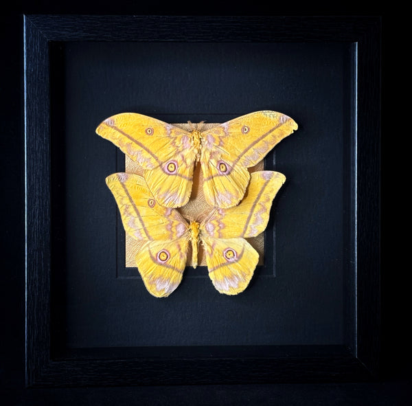 African Moon Moth