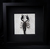 Black Desert Scorpion
