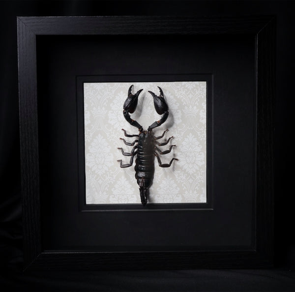 Black Desert Scorpion