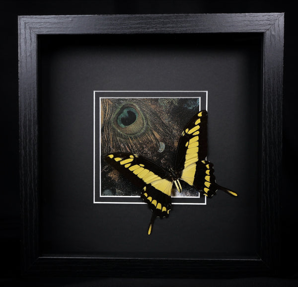 King Swallowtail