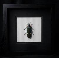 Metallic Wood-boring Beetle