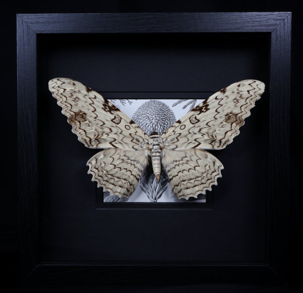 White Witch Moth