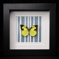 Southern Dogface Butterfly
