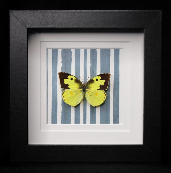 Southern Dogface Butterfly