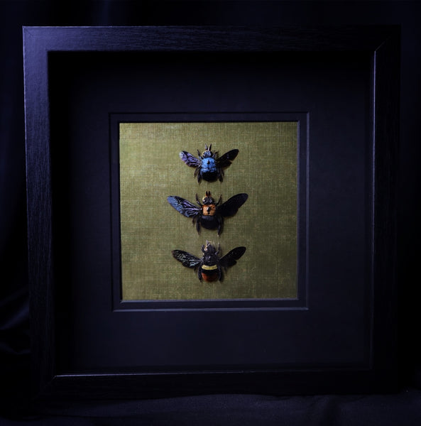 Bee Trio