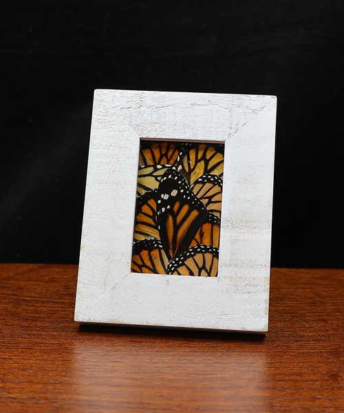 Monarch’s Symphony