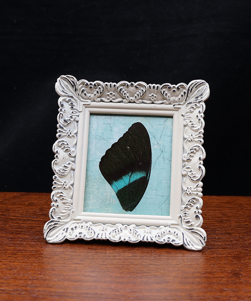 Whisper of Aqua Wings