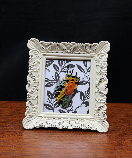 Captivating Firewing