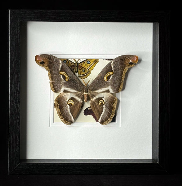 Dark Moon Emperor Moth