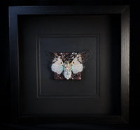 Ghost Cicada