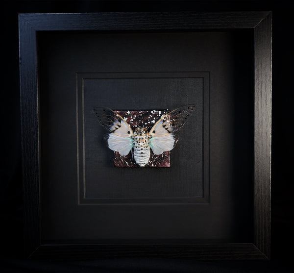 Ghost Cicada