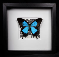 Blue Emperor Butterfly