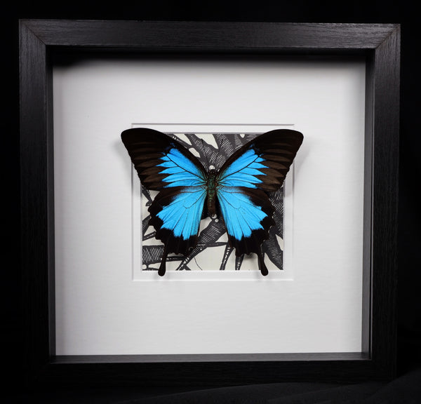 Blue Emperor Butterfly