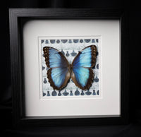 Peleides Blue Morpho