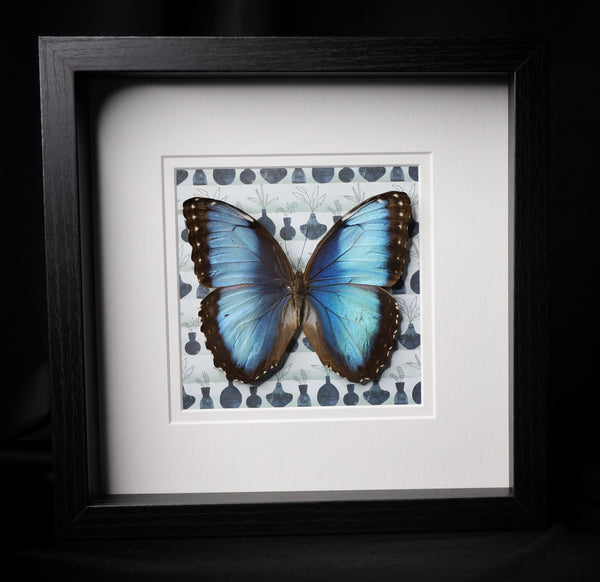 Peleides Blue Morpho