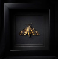 Deaths Head Hawk Moth